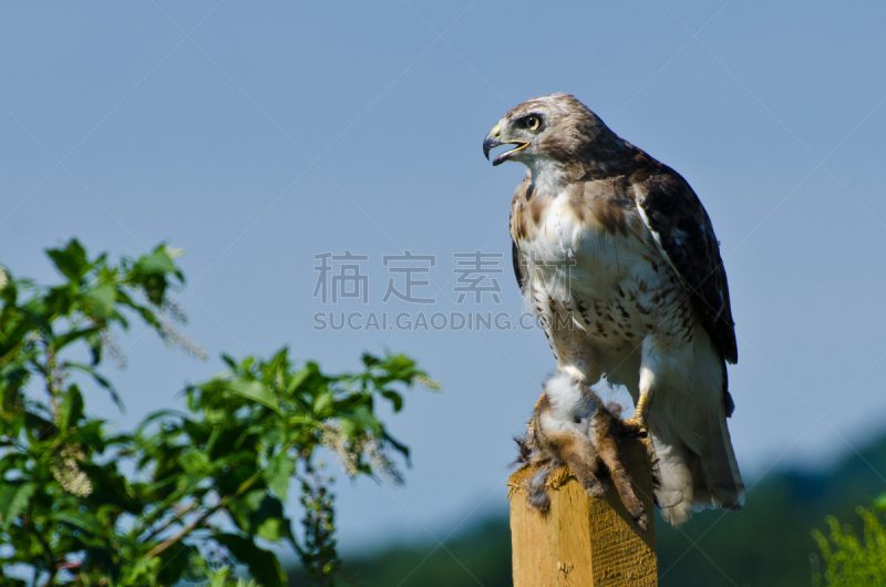 红尾鹰,捕获的,捕猎行为,自然,褐色,野生动物,食肉鸟,水平画幅,鸟类,兔子