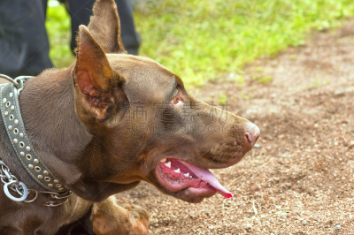 警犬,特写,水平画幅,oribi,无人,犬之蛔虫,俄罗斯,摄影