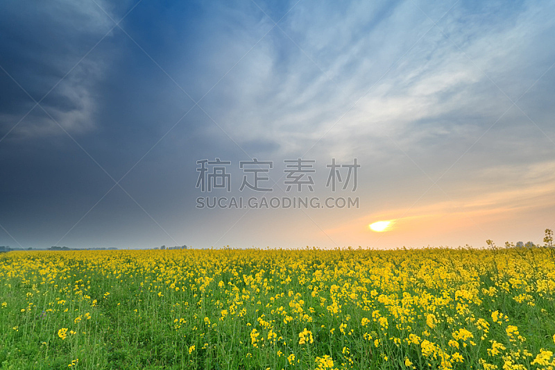 油菜花,黄色,田地,仅一朵花,在上面,自然,草地,水平画幅,无人,蓝色