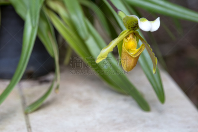 欧洲芍兰植物,花盆,兰花,水平画幅,无人,户外,特写,仅一朵花,白色,植物