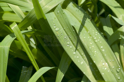 刀刃草,水滴,水,叶绿素,水平画幅,绿色,无人,早晨,草坪,户外