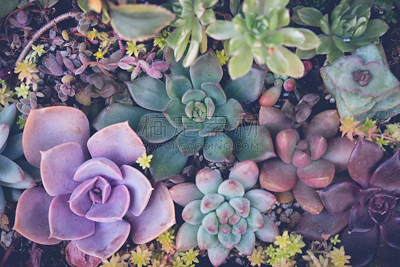 龙舌兰属植物 特写 选择对焦 多肉植物 肉质植物 神圣几何学 花坛 仙人掌 墨西哥 紫色图片素材下载 稿定素材