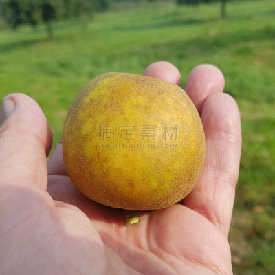 苹果,埃森,水果,无人,古老的,果树,方形画幅,草本,身份,德国