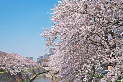 河流,樱桃树,天空,水平画幅,樱花,无人,日本,藤泽市,户外,公寓