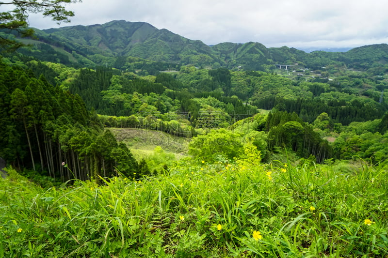 枝繁叶茂,山,城镇,黄色,风景,小的,前面,阿法尔,看风景,花