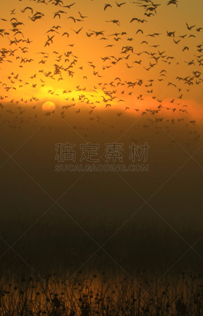 黎明,湿地,环境,云,水面,自然美,宫城县栗原市,鸟类,丘陵鹅,湖