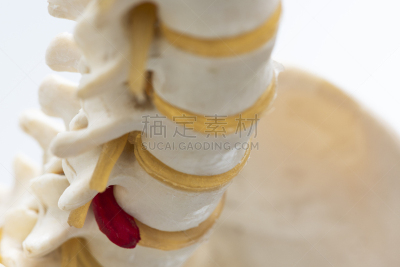 特写,模型,disk,视角,办公室,脊骨神经科矫正,人造的,人类骨架,神经系统,水平画幅