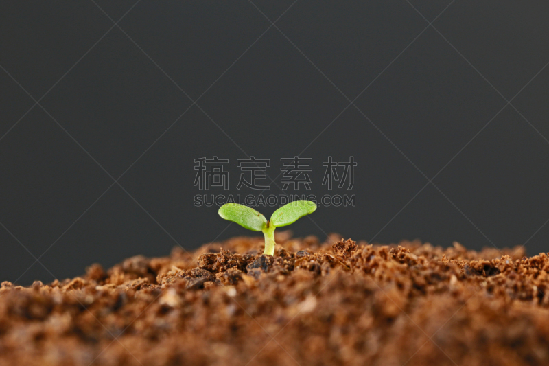 双叶区,留白,水平画幅,无人,泥土,特写,摄影