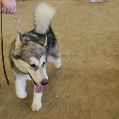 阿拉斯加雪橇犬,小狗,动物保护,训服,可爱的,遛狗师,纯种犬,因纽特人,狗链