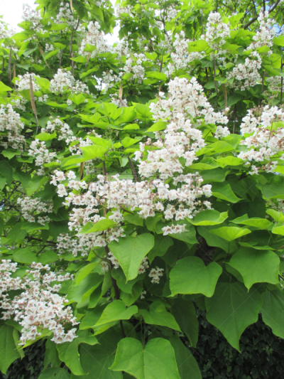 香熏油,垂直画幅,无人,芳香疗法,花朵,法国,落叶树,摄影,花