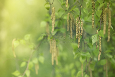 白桦,白桦树,色彩鲜艳,自然美,春天,植物,落叶树,户外,悬挂的,花