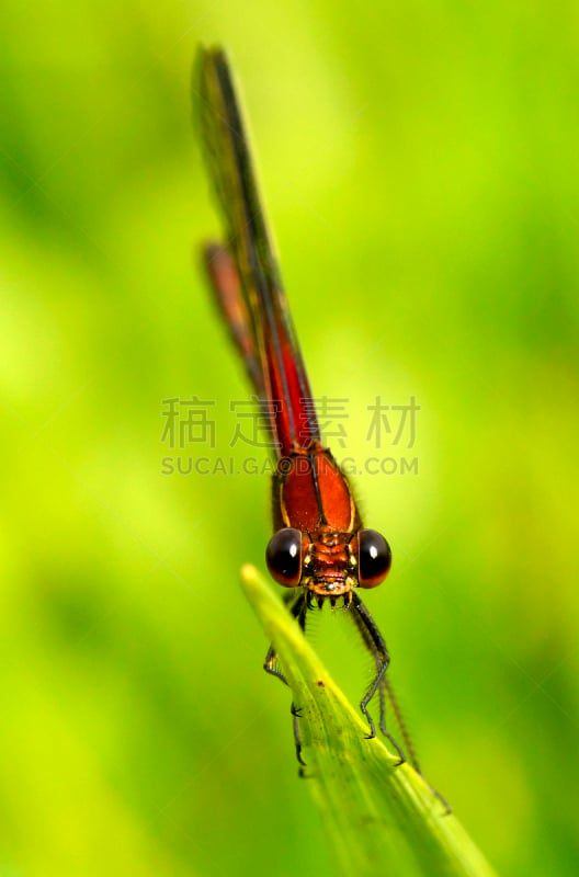 豆娘,雄性动物,自然,两翼昆虫,垂直画幅,图像,翅膀,美洲红点蜻蜓,美国,动物身体部位