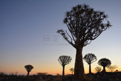 芦荟树木,非洲,纳米比亚,盖尔兹运动场,奇维树森林,基特曼舒普,喀拉哈大羚羊国家公园,喀拉哈里沙漠,水平画幅,地形
