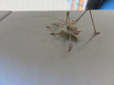 自然,ventral surface,水平画幅,爪子,动物身体部位,意大利,昆虫,摄影