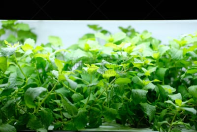 蔬菜,水培法,电灯,住宅房间,农业,清新,照明设备,食品,有机农庄,环境