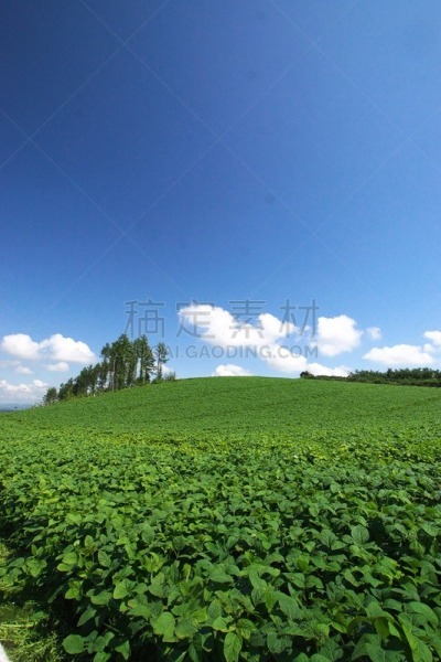 美瑛町,垂直画幅,天空,美,留白,云,山,荞麦,夏天,户外