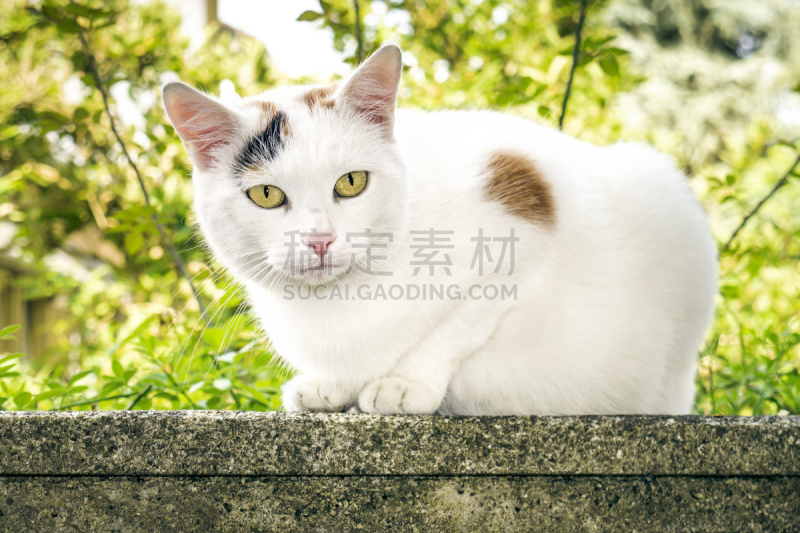 肖像,猫,宠物,自然,机敏,长度,图像,脊椎动物,猫科动物,哺乳纲