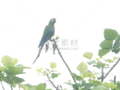 热带鸟,生态学家,亚马孙,异国宠物,亚马逊雨林,生态保护区,亚马逊地区,大自然保护协会,环保人士,小鸟