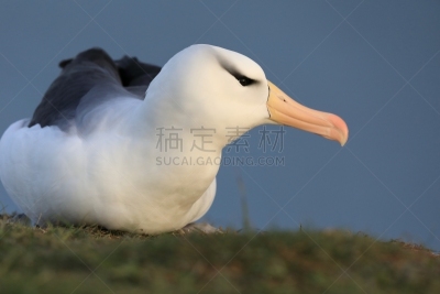 黑尔戈兰岛,岛,德国,大海鸟,黑色,南美,天空,群岛,地名,水平画幅