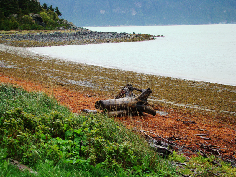 海恩司,浮木,海滩,阿拉斯加,色彩鲜艳,颇提瑞谷,海湾,美国小镇,水平画幅,无人