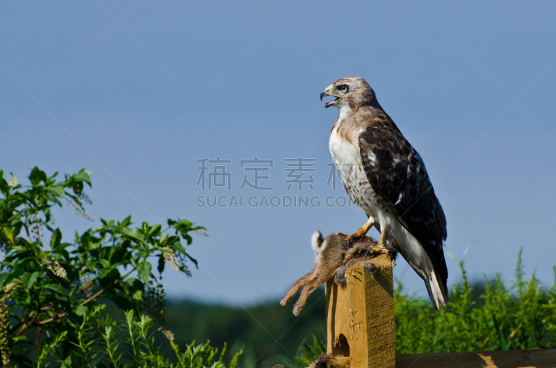 红尾鹰,捕猎行为,捕获的,红尾蟒蛇,自然,褐色,野生动物,食肉鸟,水平画幅,鸟类