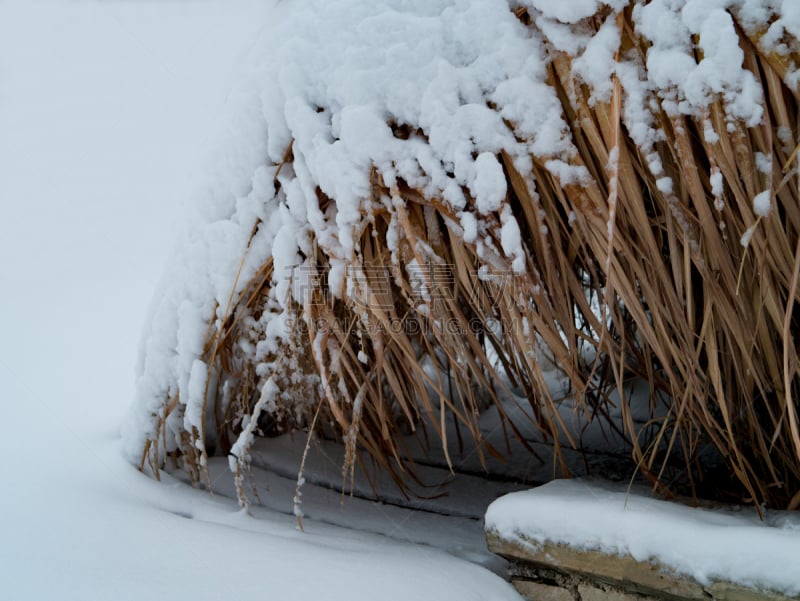 冬天,自然美,水,天空,气候,雪,十二月,风景,灌木,雪花