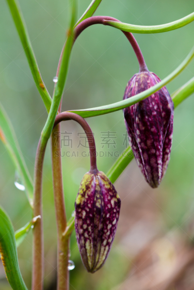 花格贝母,垂直画幅,水,国际象棋,美,早晨,户外,草,贝母,百合花