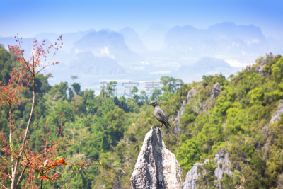 视角,攀牙湾,甲米,自然,水平画幅,山,无人,夏天,泰国,植物