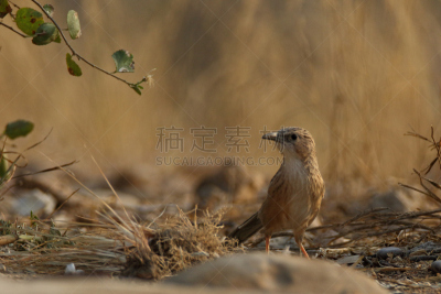 babbler,鹭管鱼,美,水平画幅,巴基斯坦,无人,鸟类,翎毛,自然美,摄影