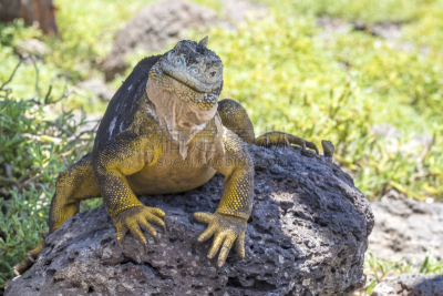 陆地鬣蜥,加拉帕戈斯群岛,黄色,广场,巨大的,南,南部露天岛,蜥蜴,厄瓜多尔,野生动物