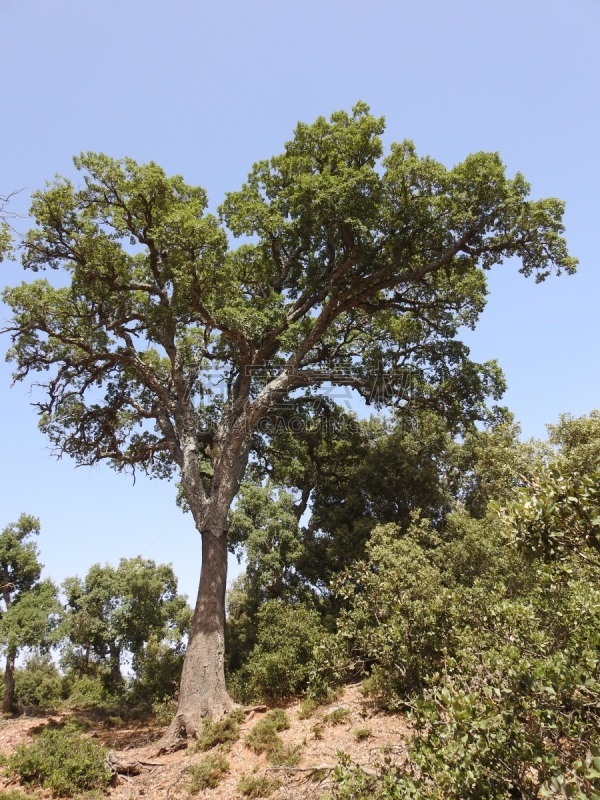 橡树,农业,环境,橡树叶,草,西班牙栓皮栎 ,摩洛哥,春天,树干,植物