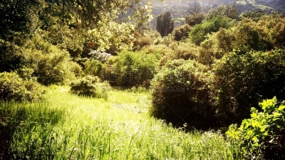 全景,森林,山,国内著名景点,多盘加峡谷,环境,橙色,著名景点,自然美,春天