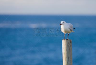 海鸥,印度洋,水,水平画幅,木制,鸟类,动物身体部位,翅膀,海洋,绿松石色