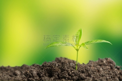 新生活,清新,植物,秧苗,新的,泥土,创造力,主动,营养阶段,开端