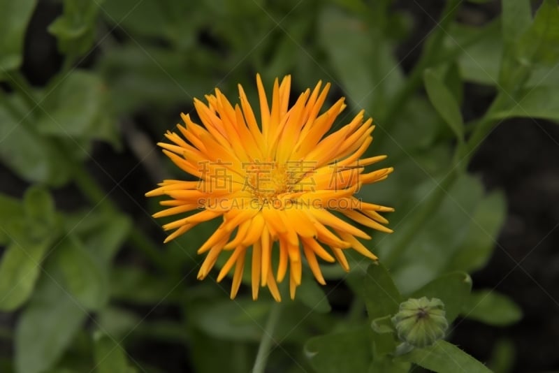 芦笋,Corn Marigold,豪猪,玫瑰水,二年生植物,玫瑰公园,萼片,万寿菊,树篱,雌蕊