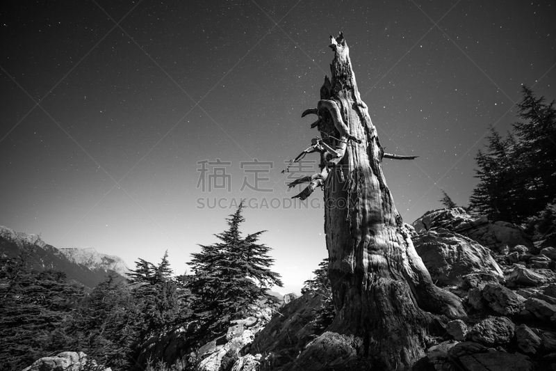 天空,夜晚,死亡的植物,在之后,流星群,水平画幅,星形,无人,星星,流星