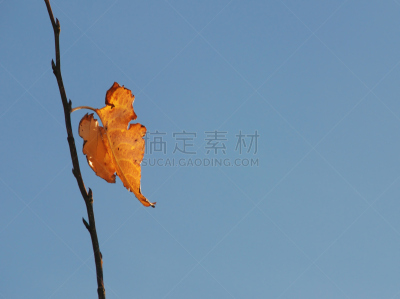 叶子,最后,水平画幅,秋天,西雅图,无人,蓝色,背景分离,植物茎,花蕾