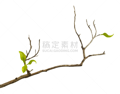 枝,叶子,自然,概念,气候,水平画幅,无人,以色列,特写,摄影