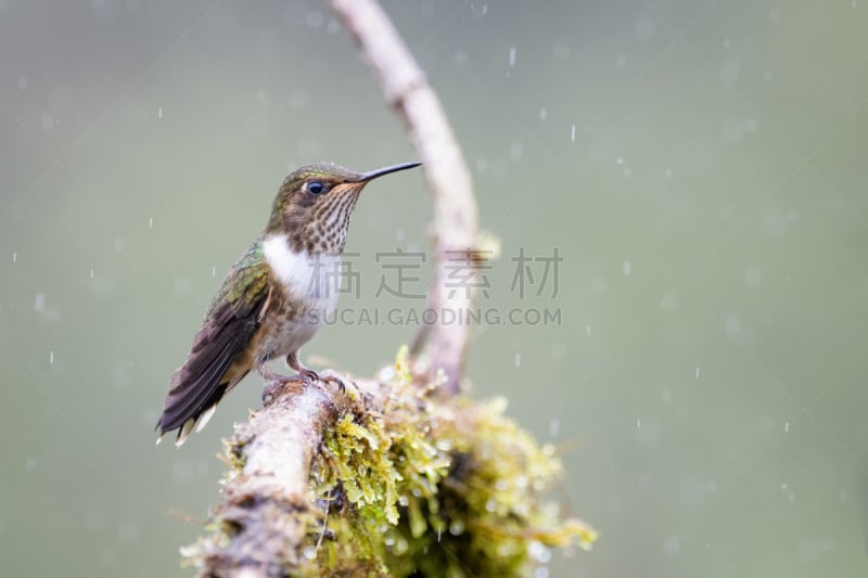 哥斯达黎加,雾,森林,火山蜂鸟,热带鸟,水平画幅,无人,鸟类,苔藓,动物习性