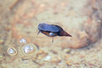 蜗牛,在上面,水面,水,褐色,水平画幅,沙子,动物内脏,阿尔伯塔省,平视角