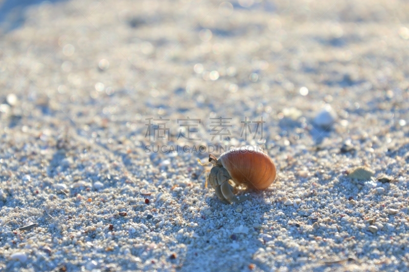 寄生蟹,海滩,鸡尾酒,留白,度假胜地,水平画幅,沙子,贝壳,夏天,热带气候