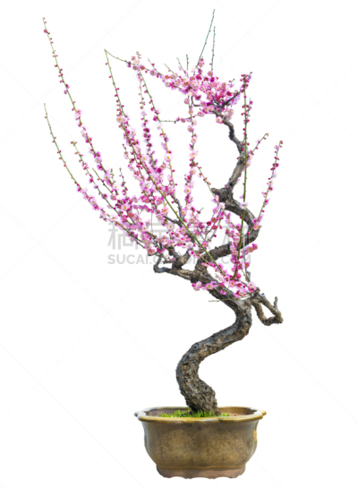 盆景,梅花,活力,农业,纹理效果,背景分离,花盆,公园,小的,梅子