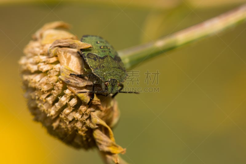 绿色,鹭管鱼,在下面,花头,无脊椎动物,heteroptera,水平画幅,无人,2015年,大特写