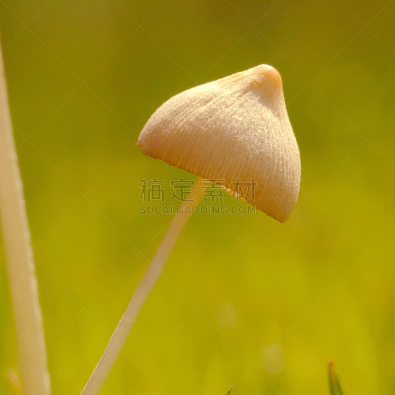 蘑菇,森林,褐色,苔藓,湿,户外,特写,树林,真菌,地板