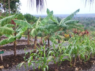 Small community subsistence farming garden operation in a rural community in the Dominican Republic