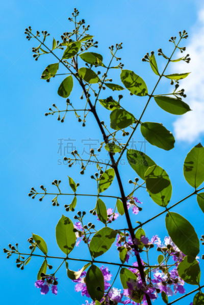 自然,myrtle-beech tree,千屈菜科,crepe myrtle tree,垂直画幅,美,无人,泰国,白色