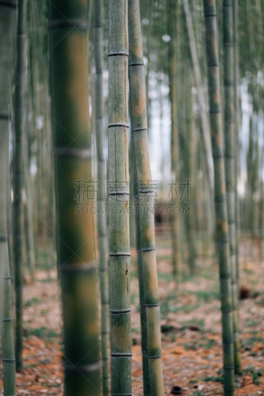 京都府,岚山,竹林,环境,环境保护,禅宗,著名景点,自然美,京都市,小路