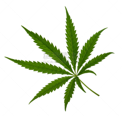 白色,叶子,阴影,分离着色,瘾君子,白色背景,绿色,高处,禁止的,健康保健
