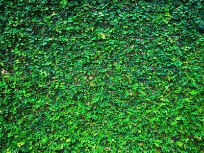 爬行无花果,围墙,植物,水泥,绿色,无花果,常春藤,清新,环境,泰国