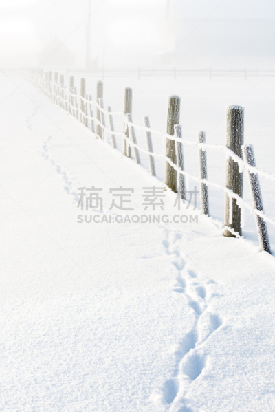 冬天,运动跑道,早晨,冷,狐狸,网栅栏,垂直画幅,天空,寒冷